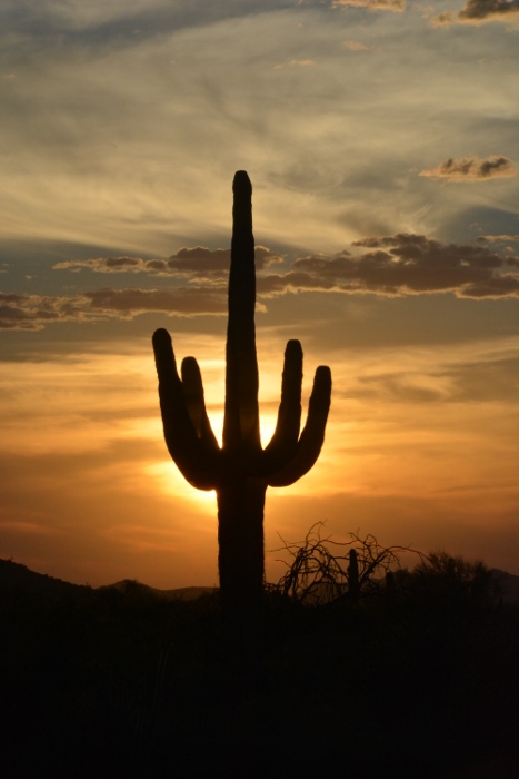 saguaro in sunset